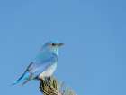 Male mountain bluebird on watch duty, East Mountains, New Mexico Art Print